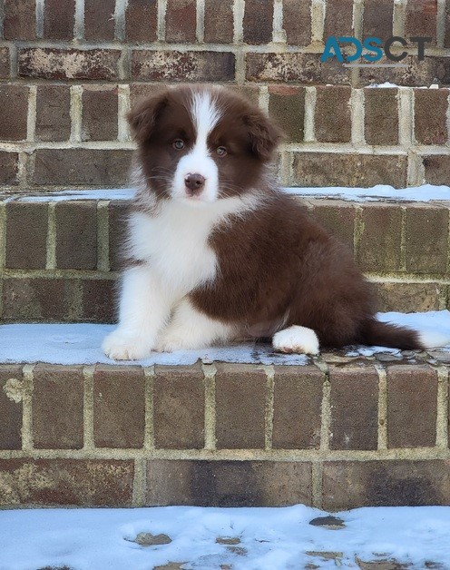 Border Collie puppies for sale