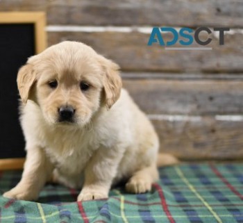 Golden Retriever puppies for sale