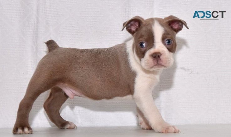 3 Boston terrier puppies for sale