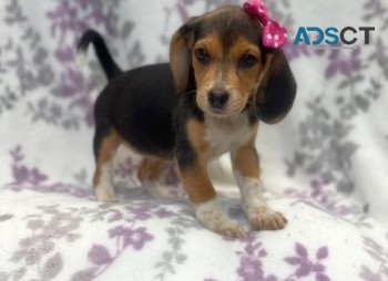Beagle puppies for sale