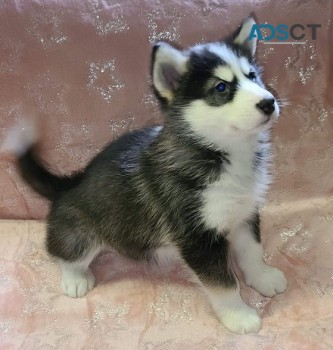 Alaskan Malamute Puppies For Sale