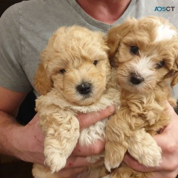 Cute maltipoo puppies for sale