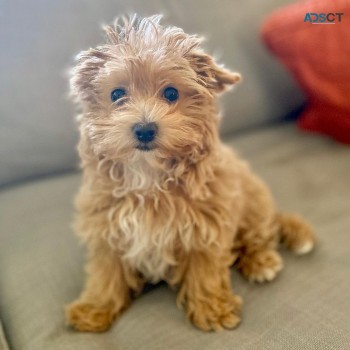 Cute maltipoo puppies for sale