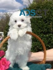 Adorable Maltese Puppies 