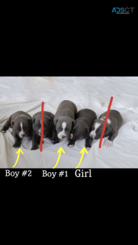 Blue Staffy for sale