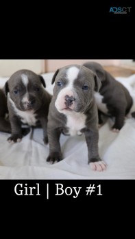 Blue Staffy for sale