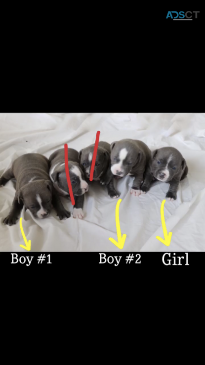 Blue Staffy for sale