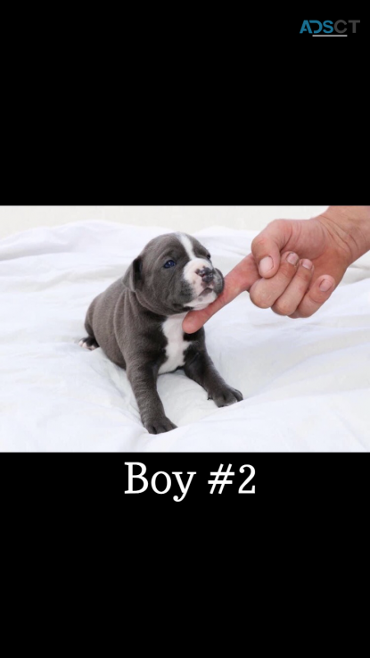 Blue Staffy for sale