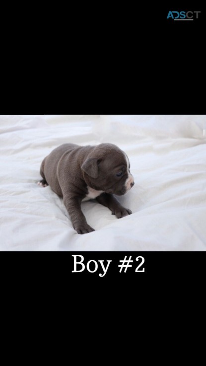 Blue Staffy for sale