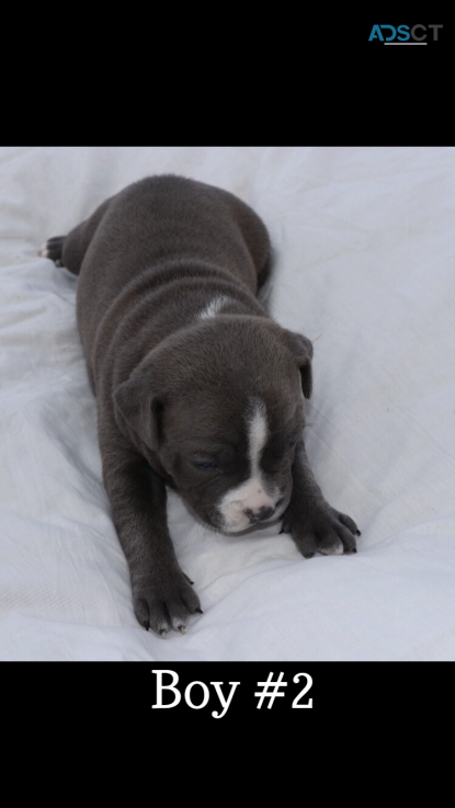 Blue Staffy for sale