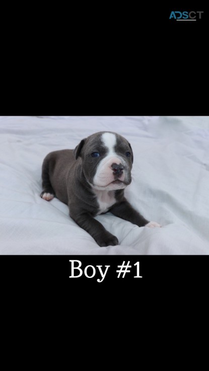 Blue Staffy for sale