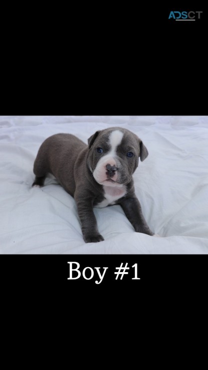 Blue Staffy for sale