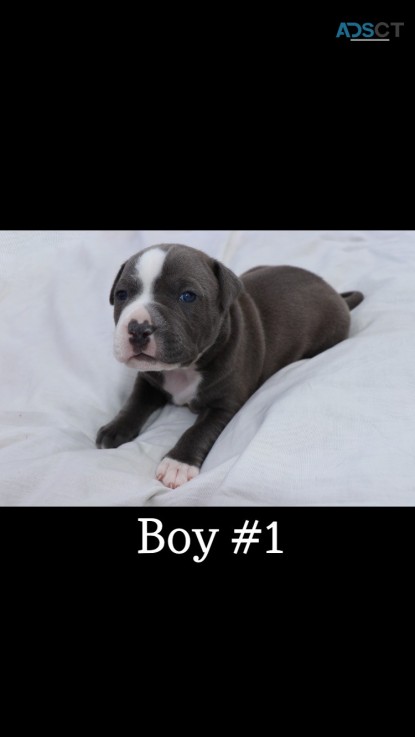 Blue Staffy for sale
