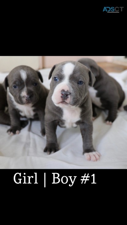 Blue Staffy for sale