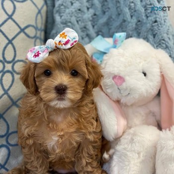 Cavoodle puppies for sale 
