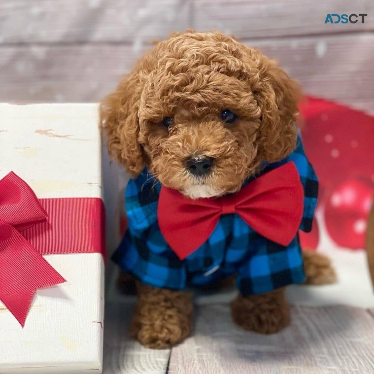 Cavoodle puppies for sale 