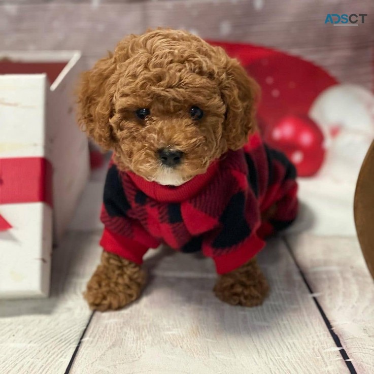 Cavoodle puppies for sale 