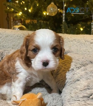 Cavalier King Charles puppies for sale