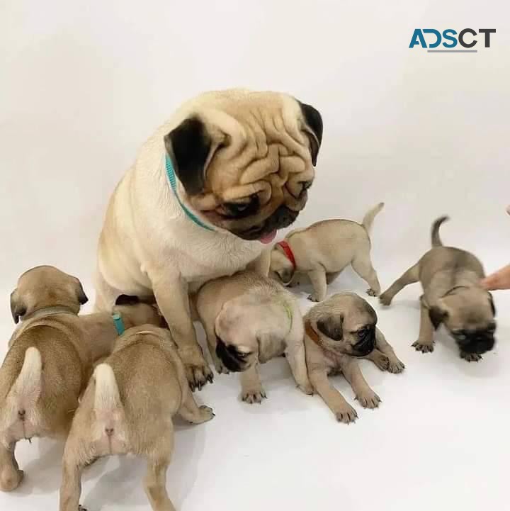 Toilet trained Pug puppies for sale 