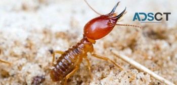 SES Termite Control Melbourne