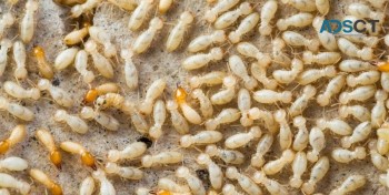 SES Termite Control Melbourne