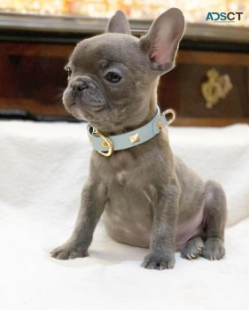 FRENCH BULLDOG PUPPIES