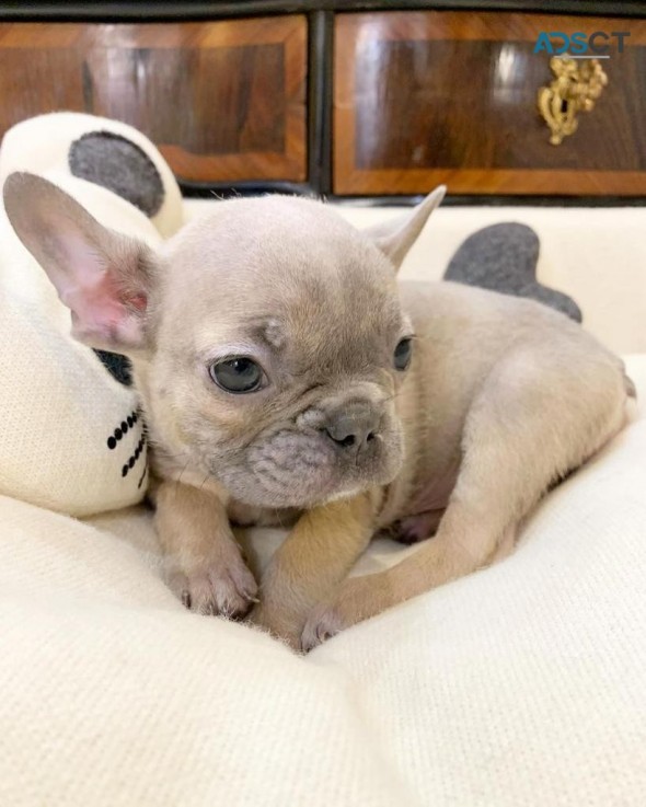 FRENCH BULLDOG PUPPIES