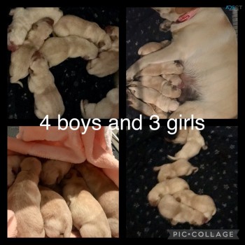 Pure-Bred Labrador Puppies 