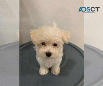 Maltese Puppies Available