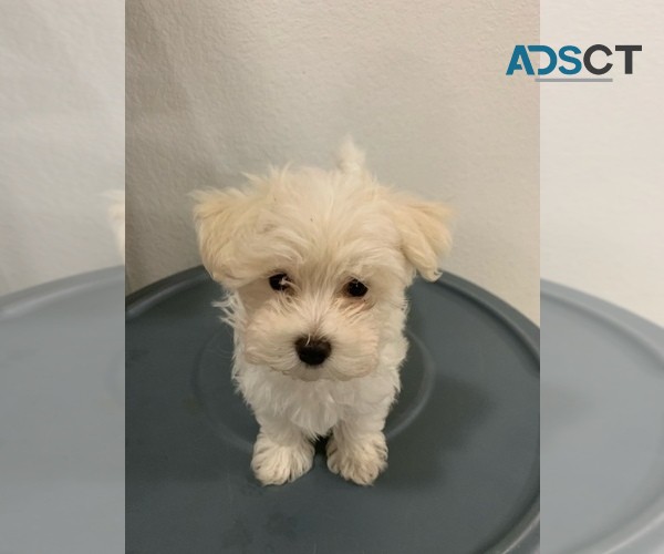 Maltese Puppies Available