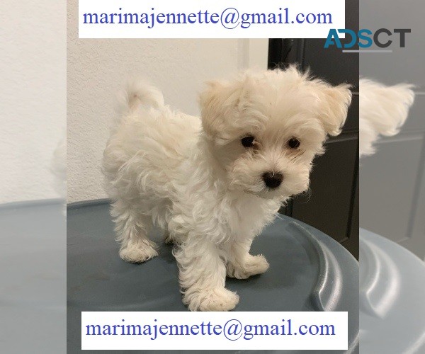 Maltese Puppies Available