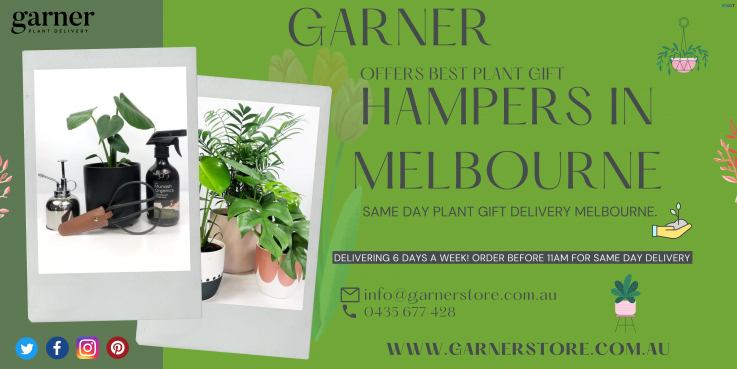 Plant Gift Hamper In Melbourne