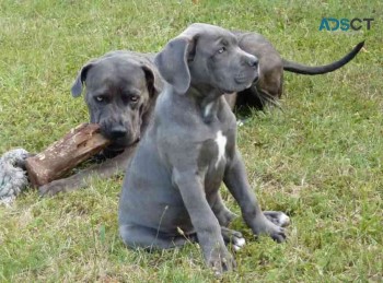 Cane Corso Puppies
