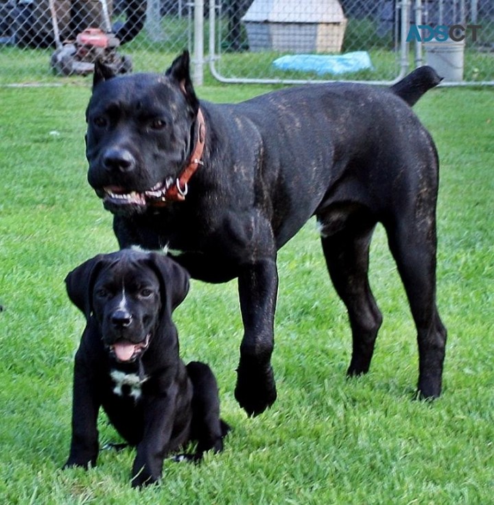 Cane Corso Puppies