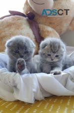Friendly Scottish Fold Kittens availabl