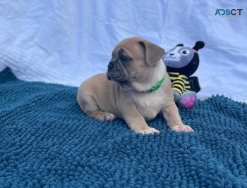 French Bulldog puppies Purebred 
