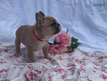 French Bulldog puppies Purebred 