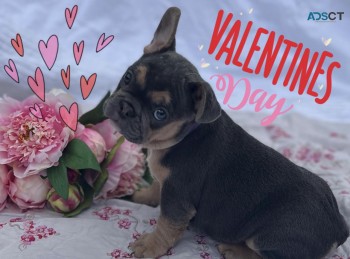 French Bulldog puppies Purebred 