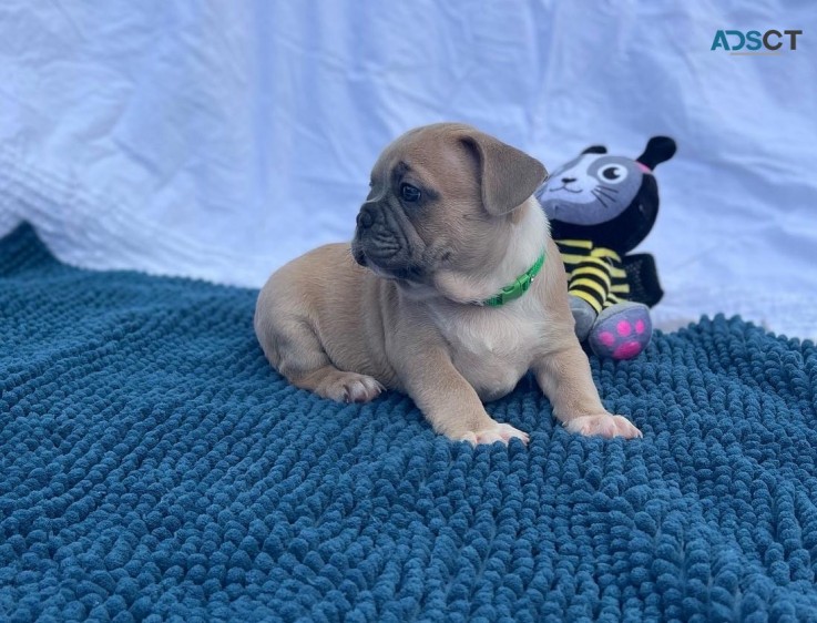 French Bulldog puppies Purebred 