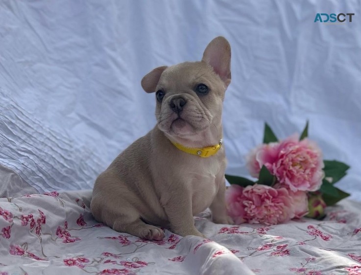 French Bulldog puppies Purebred 
