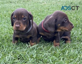 Mini Dachshund Male Pups.