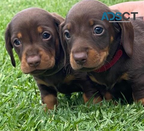 Mini Dachshund Male Pups.
