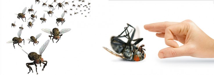 Insight Pest Control