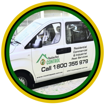 Routine Pest Control