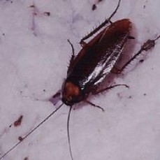 Roscoe Pest services