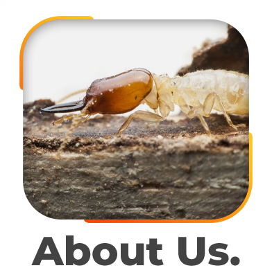 Termite Control Sydney