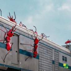 Eco Safe Pest Control