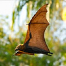 Specialist Termite Control