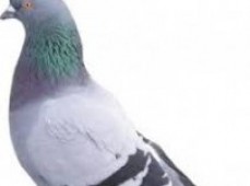 Verminators possum and pest control