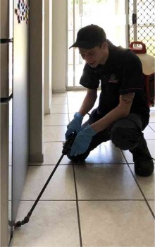 Swarm Pest Control Brisbane
